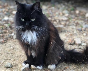 Este gato dio a luz pero no eran gatitos