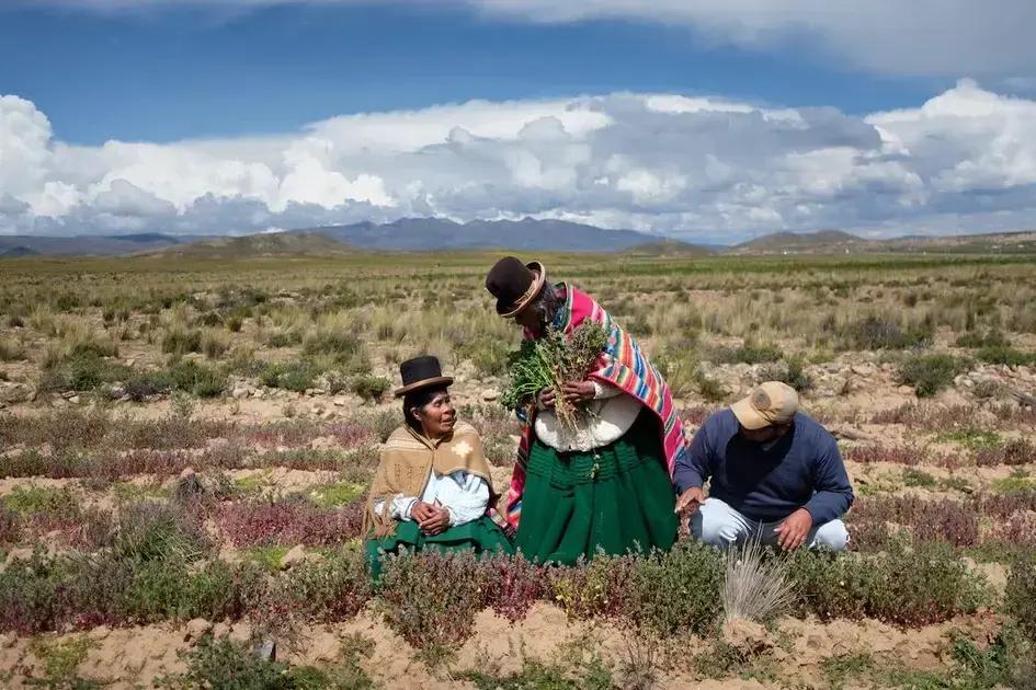 Cañahua: El grano andino que busca detener el éxodo rural en Bolivia