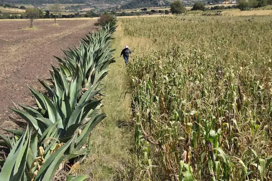 El metepantle y el mate: patrimonio agrícola mundial de México y Brasil