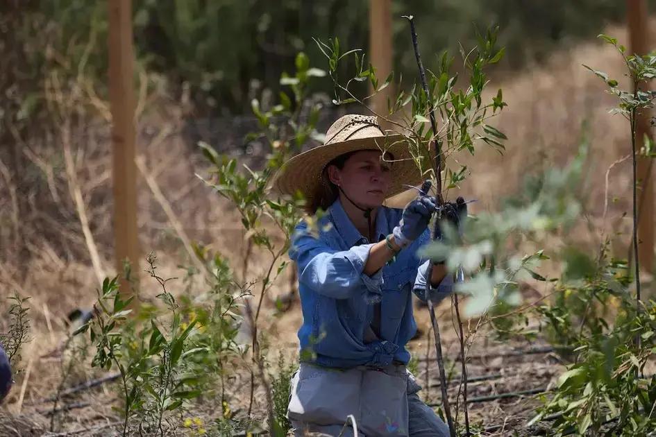 El método Miyawaki llega a Nezahualcóyotl: creando bosques en México