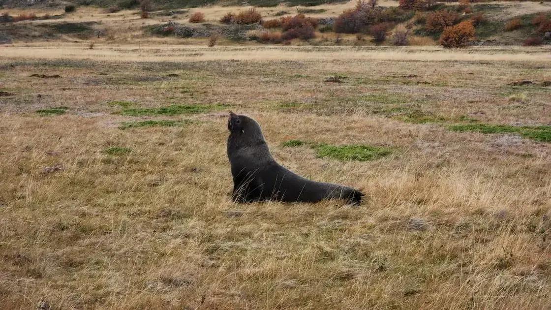 El sorprendente avistamiento de un lobo marino en la Patagonia