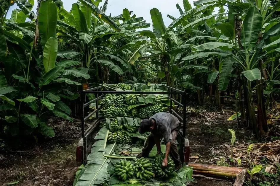 La amenaza del cambio climático a las exportaciones de banano en América Latina