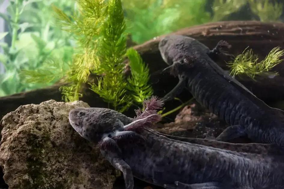 La restauración de ajolotes en Xochimilco: un paso hacia su salvación