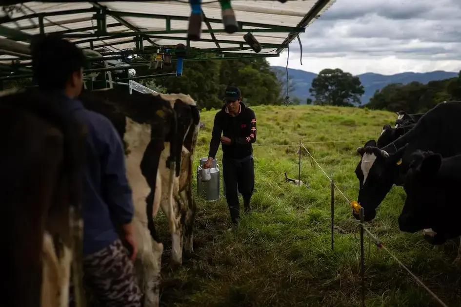 20 años de El Silencio: un modelo de ganadería sostenible en Colombia