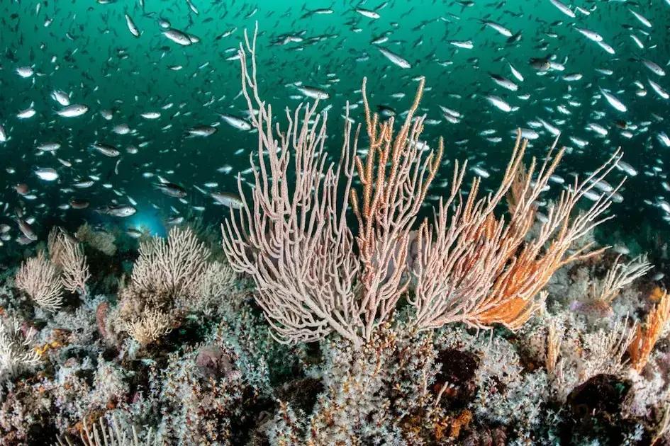 Colombia crea nuevas zonas marinas para proteger sus corales del Caribe