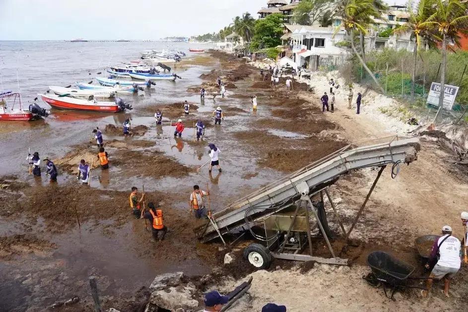 El sargazo amenaza el Caribe: un reto ecológico sin precedentes
