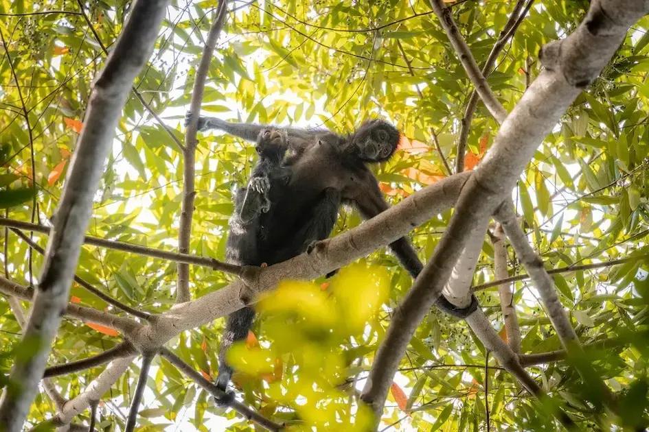La conexión entre los monos araña y las comunidades de Colombia