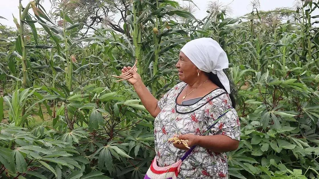 Las mujeres Wayuú que transforman el desierto en un oasis productivo