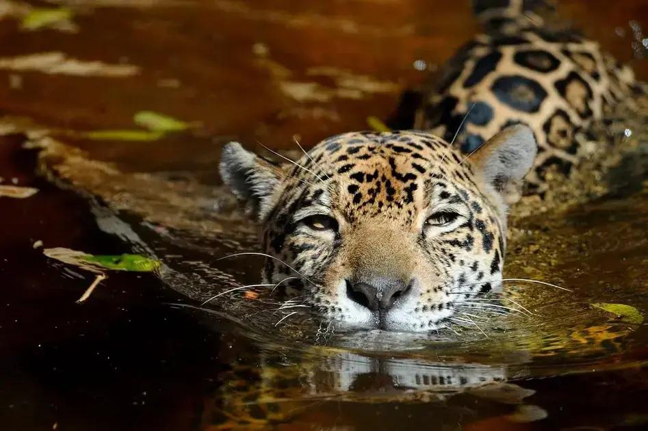 México lidera el tráfico online de partes de jaguar, revelan investigaciones