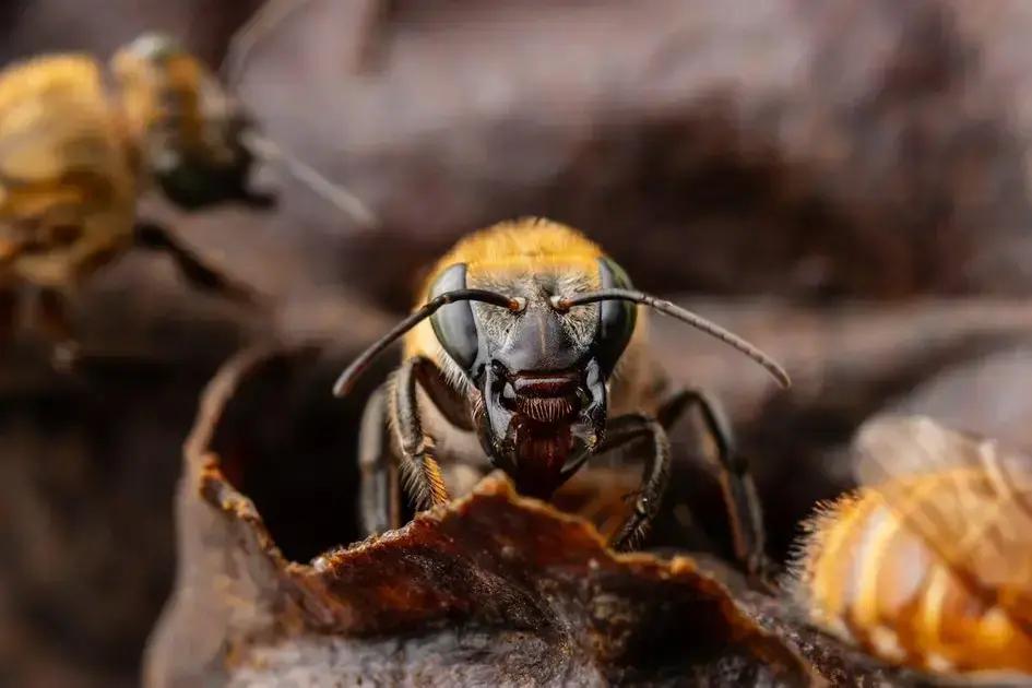 Un esfuerzo esencial para salvar a las abejas nativas en Perú