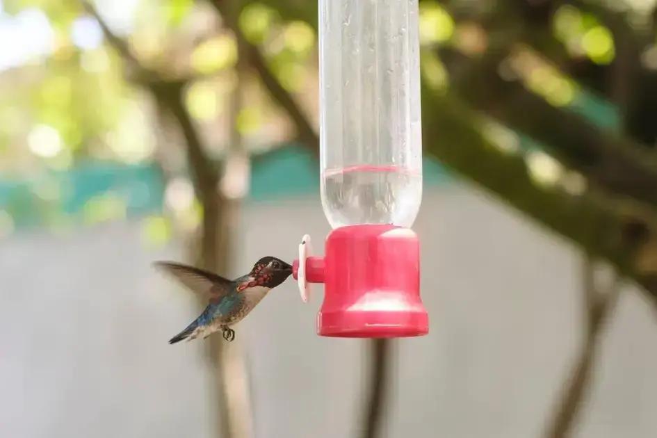 Casa Bernabé: Refugio del Zunzuncito en Cuba