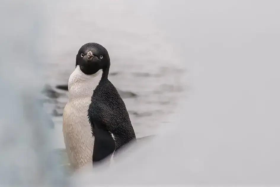 El impacto del guano de pingüino en el cambio climático antártico