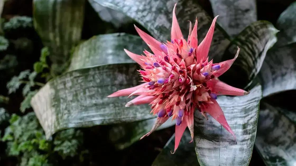El riesgo de perder flores invisibles en Brasil y su impacto científico