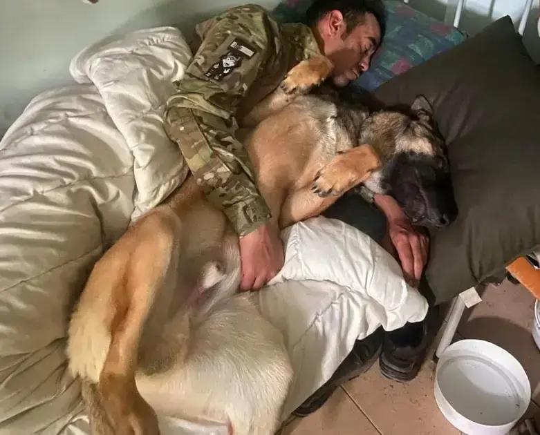 La búsqueda de Josy: un perro militar en Ucrania tras la guerra