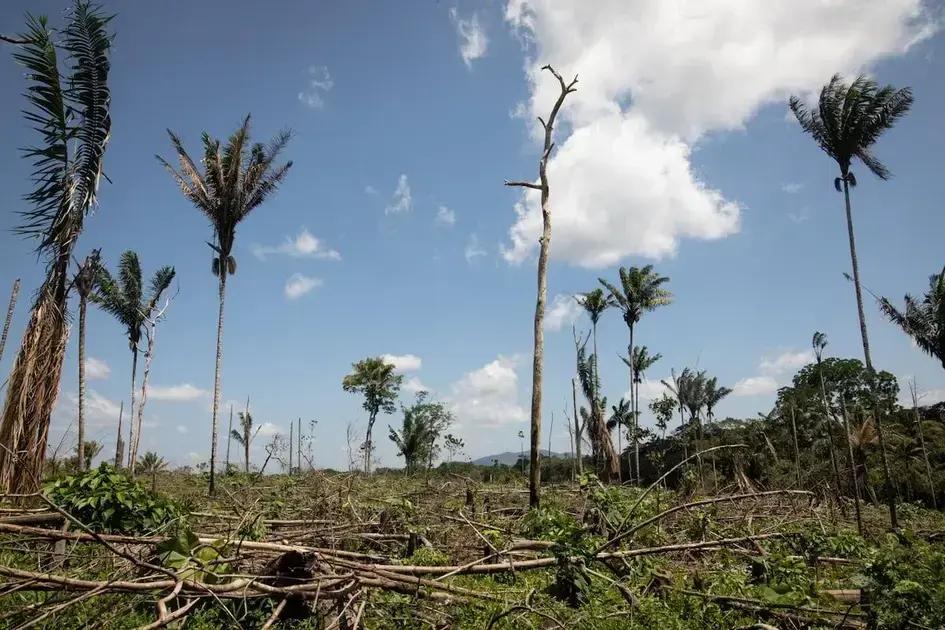 La gestión afrodescendiente y su impacto en la deforestación en Sudamérica