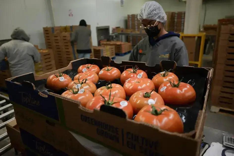 Cómo el arancel del 17% afecta las exportaciones de tomate mexicano