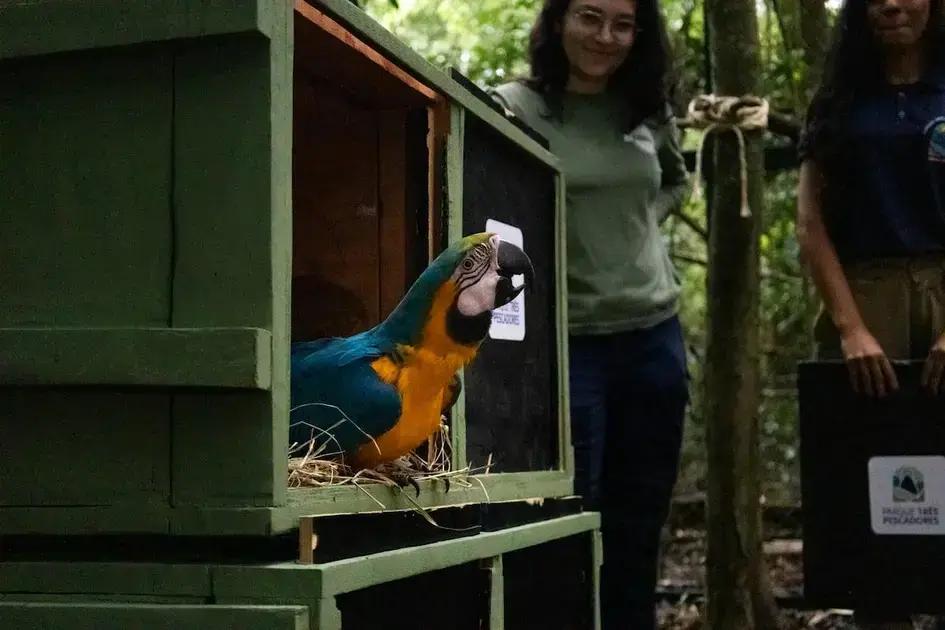 El asombroso regreso de las guacamayas a Río de Janeiro tras 200 años