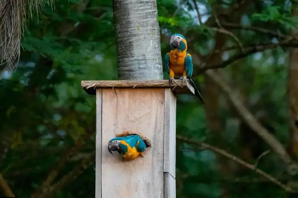 Un nuevo récord en la conservación del guacamayo barba azul en Bolivia